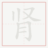 Step-by-step stroke order for 肾