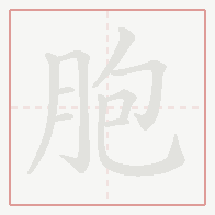 Step-by-step stroke order for 胞