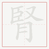 Step-by-step stroke order for 腎